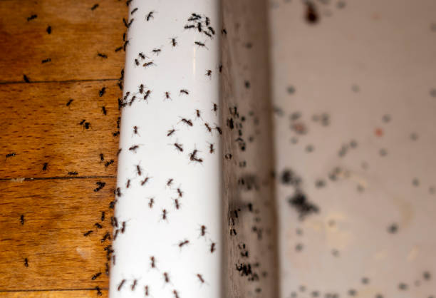 Best Affordable Pest Control Services  in Bay Point, CA