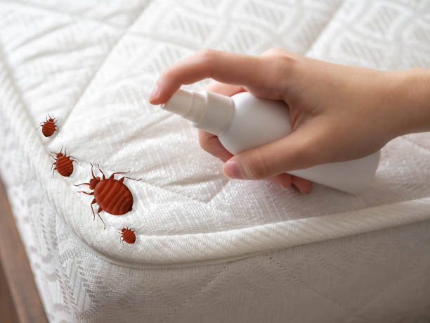 Best Bed Bug Extermination  in Bay Point, CA