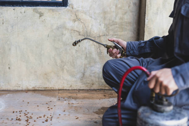 Best Local Pest Control Services  in Bay Point, CA